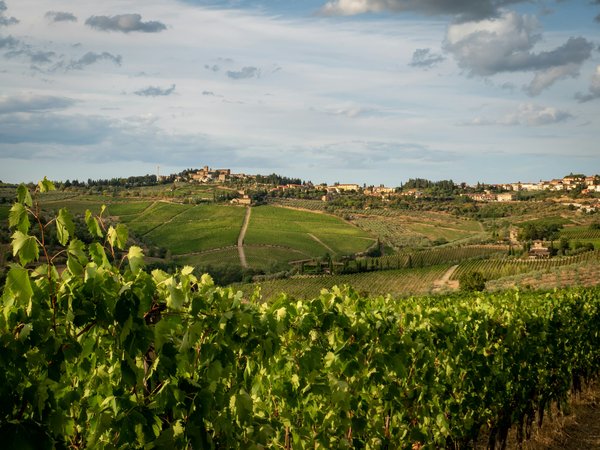 Comment organiser une visite des vignobles en Toscane avec un guide local?